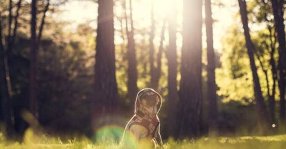 foto-dog-sola-no-mundo