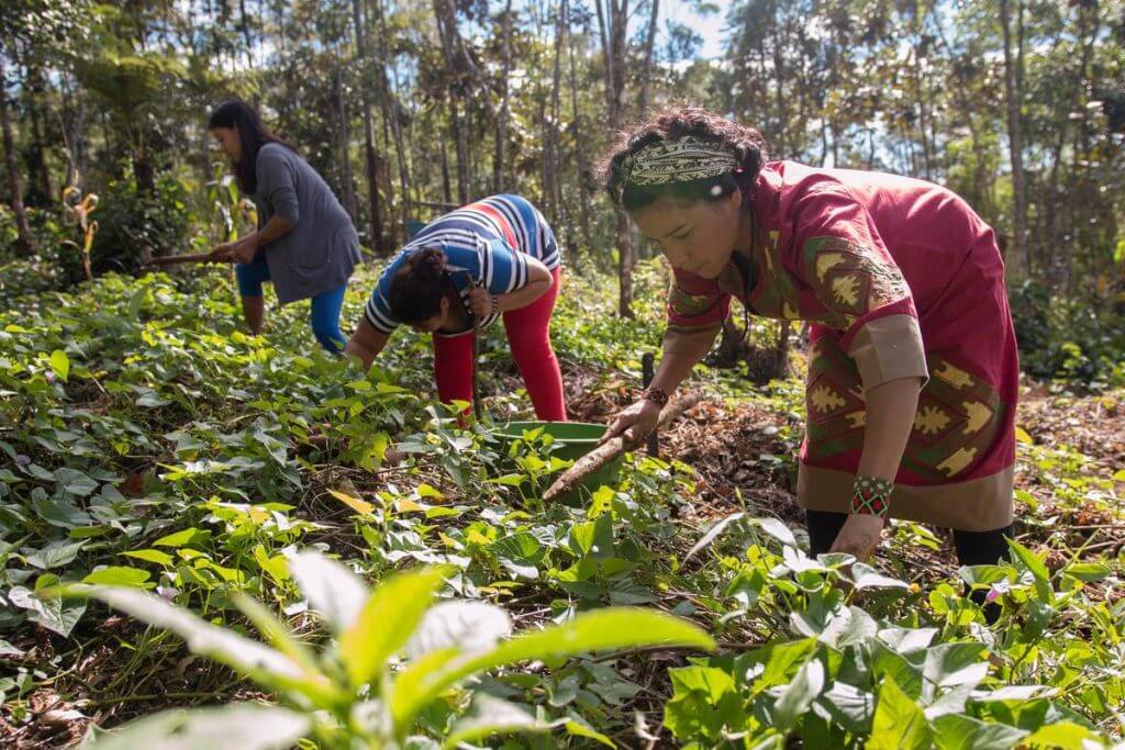 São 7 aldeias que dividem uma Terra Indígena que tem uma extensão de aproximadamente 15.969 HECTARES e está situada no extremo sul do município de São Paulo.