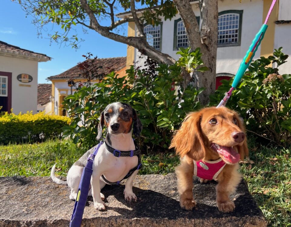 Pitaya e Pitanga conhecendo a cidade de Tiradentes, em Minas Gerais. Foto: Fernanda Antônia Bernardes